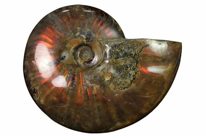 Flashy Red Iridescent Ammonite #155159